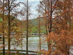 -银湖山郊野公园-相思林