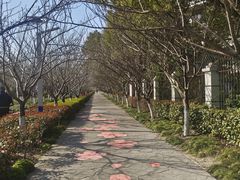 -高东镇樱花园