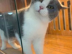 -叮叮猫咪生活馆