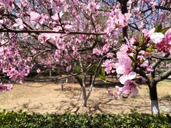 -北京邮电大学-清真餐厅