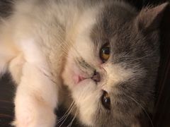 -more than meow吴止猫主题餐厅(承德 中船汇店)