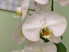 -花到家(富贵鸟花艺行)