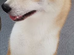 -柴源莊·柴小宠柴犬咖啡