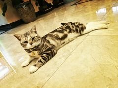 -有猫儿腻咖啡厅.猫咖