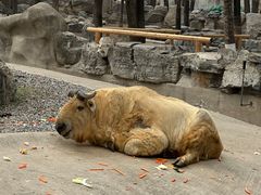 -北京野生动物园