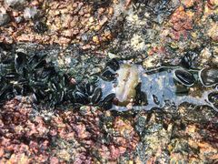 -枸杞岛
