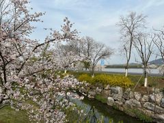 -羊山湖公园