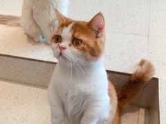 -飞行喵MR PILOT|猫舍·猫咖(静安大融城店)