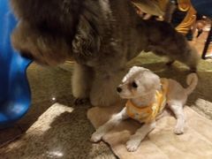 -more than meow吴止猫主题餐厅(承德 中船汇店)