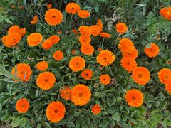 -三圣花乡旅游区