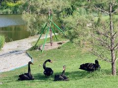 -万柳高尔夫俱乐部