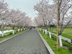-长田漾湿地公园