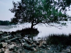 -宝安西湾红树林湿地公园