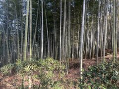 -上海佘山国家森林公园天马山园