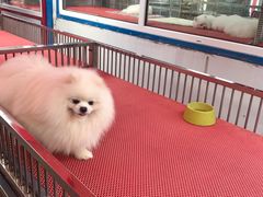 -哈尔滨道外花鸟鱼市场