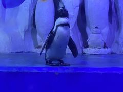 -多彩贵州城极地海洋世界