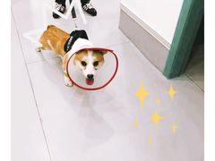 -贝利宠物医院·骨科·眼科·肿瘤转诊中心(南坪诊疗中心)