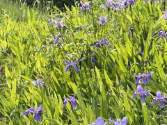 -白鹭湾湿地公园