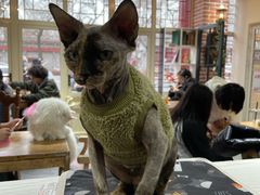 -猫小院猫主题餐厅(南锣旗舰店)