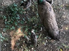 -北京麋鹿生态实验中心