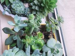 -洪氏嗨捞·广东猪肚鸡·椰子鸡火锅(西咸万象城店)
