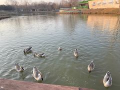 -西安浐灞国家湿地公园