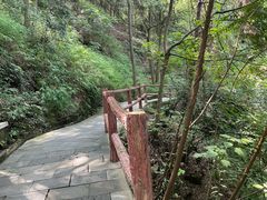 -铁山坪森林公园