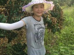 -从化深英荔枝黄皮龙眼采摘园