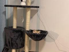 -东方名猫馆·英短金渐层布偶猫舍(环线广场1号楼店)