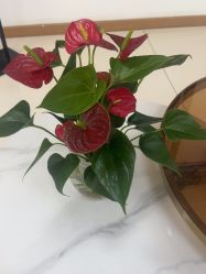 -薇兰专业脱毛连锁机构