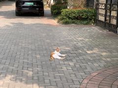 -楊記桃酥王(下马坊店)