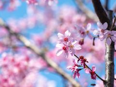 -福建鲤鱼洲酒店