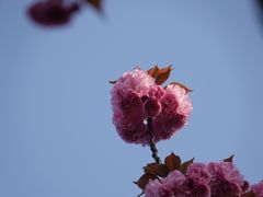 -高东镇樱花园