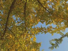 -重庆中央公园(渝北区)