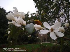 -上海共青森林公园