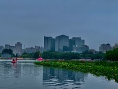 -莲花池公园