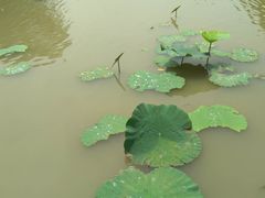 -大湾区中央湿地公园
