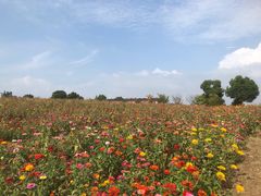 -西京湾花海