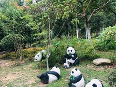 -合肥滨湖国家森林公园