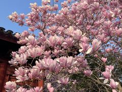 -八大山人梅湖景区