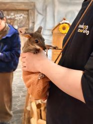 -Zoolung Zoolung动物主题公园(海信广场店)