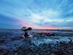 -宝安西湾红树林湿地公园