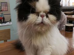 -猫小院猫主题餐厅(三里屯店)