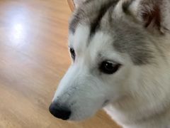 -Husky Go! 哈士奇体验馆·宠物咖啡厅狗咖