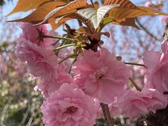 -高东镇樱花园