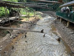 -西双版纳原始森林公园