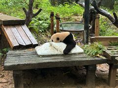 -广州长隆野生动物世界