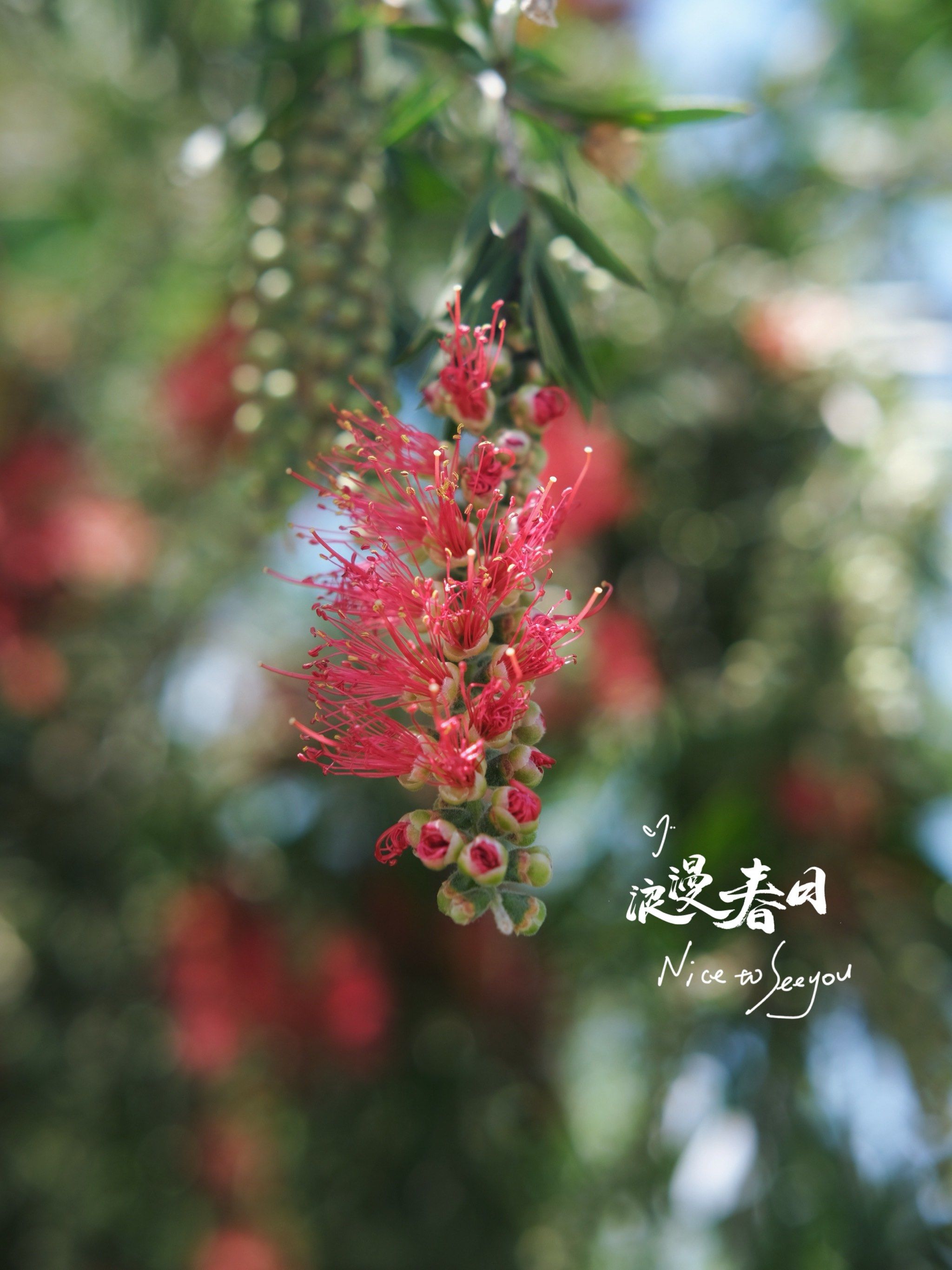 摄影分享|银桦花[爱心][爱心]