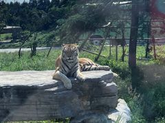 -上海野生动物园