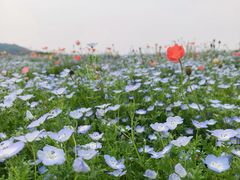 -径山花海